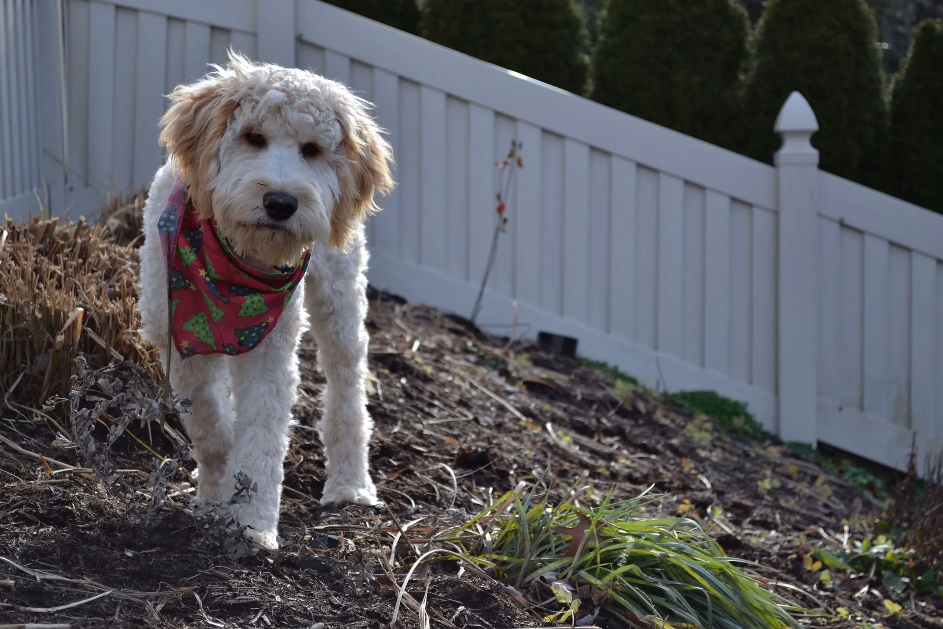 How Driveway Gate Systems and Residential Fences Benefit Your Pets